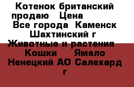 Котенок британский продаю › Цена ­ 3 000 - Все города, Каменск-Шахтинский г. Животные и растения » Кошки   . Ямало-Ненецкий АО,Салехард г.